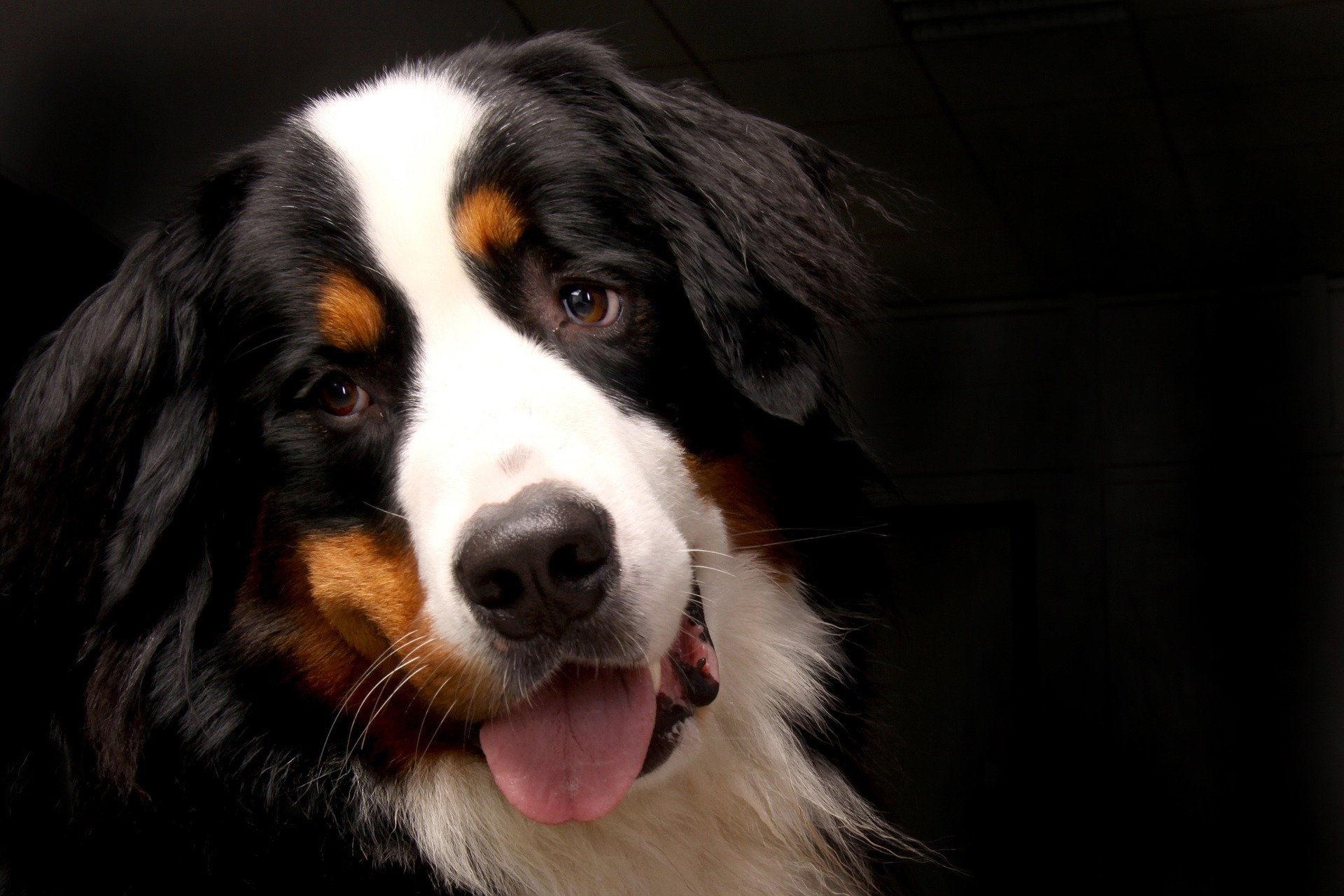 De Berner Sennenhond behoort tot de grote hondenrassen. Hij heeft een prachtige driekleurige vacht - wit, zwart en bruin vormen een onmiskenbare combinatie.