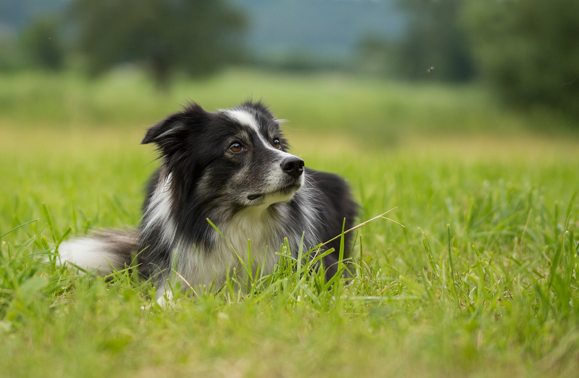 Om uw hond te beschermen tegen muggenbeten, moet u hem beschermen met speciale druppels, halsbanden en horren in de ramen.