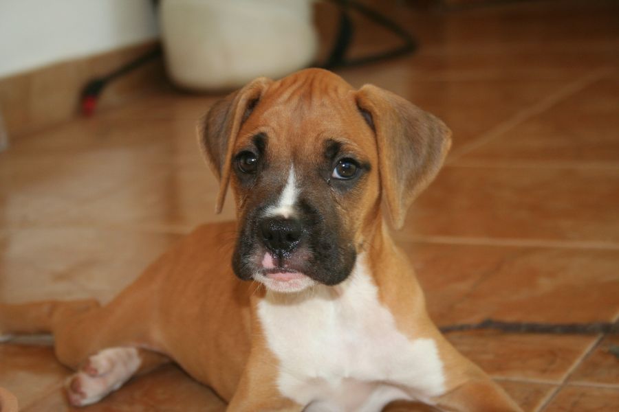De Boxer puppy heeft al de kenmerkende lange heupen en de korte snuit.