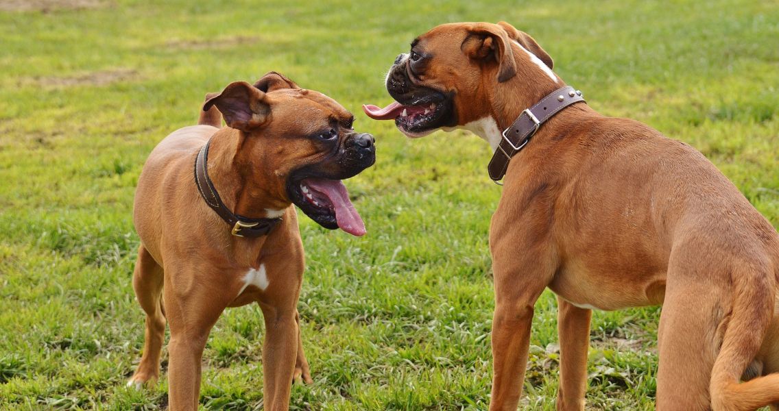 Twee Boxers spelen buiten