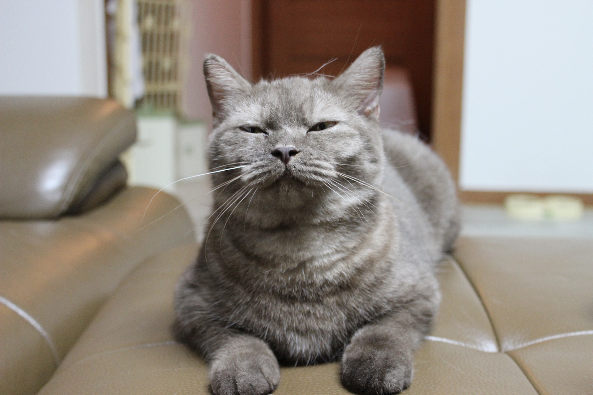Huiskatten geven bijvoorbeeld duidelijk de voorkeur aan eiwitrijk en dierlijk vet. Dit zijn stoffen die van cruciaal belang zijn voor hun gezondheid.