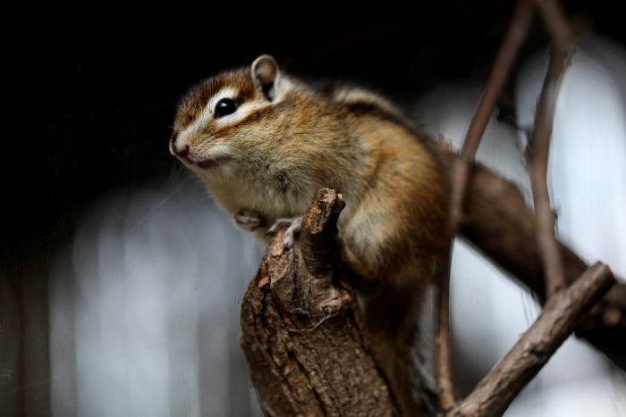 Chipmunk op een tak.