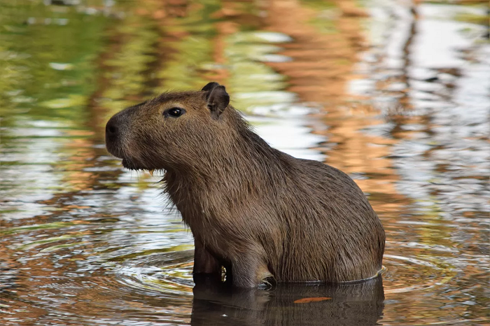 Capybara voelt zich in het water het meest op zijn gemak. In de zomer brengt hij het grootste deel van de dag in het water door.