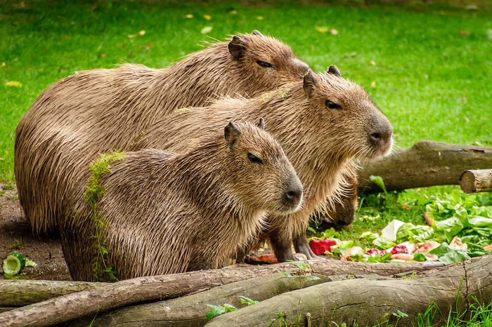 Capybara's zijn kuddedieren en brengen het liefst hun tijd samen met hun familie door.