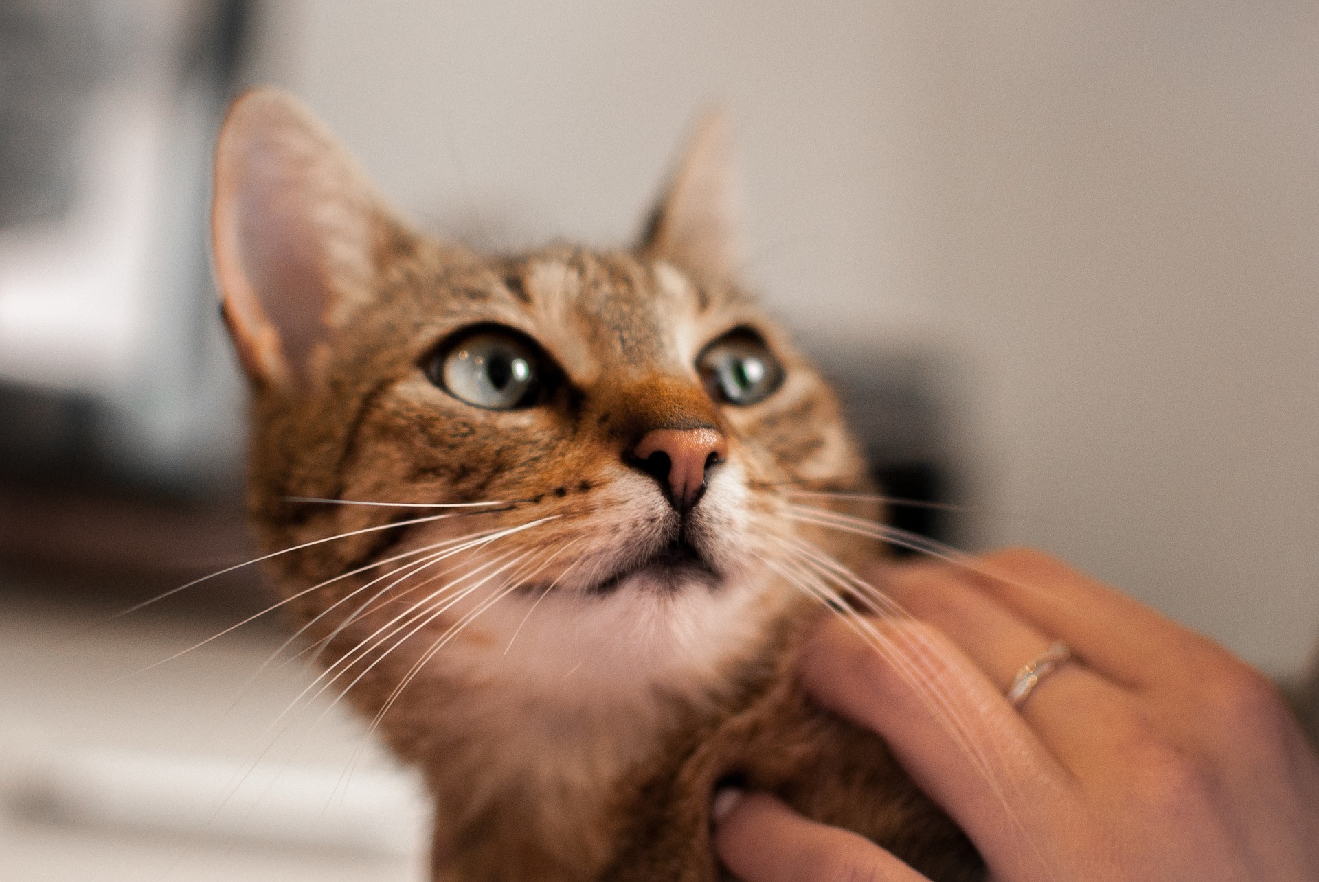 Het geven van de tablet aan de kat moet zonder stress en met inachtneming van de angst van de kat gebeuren.
