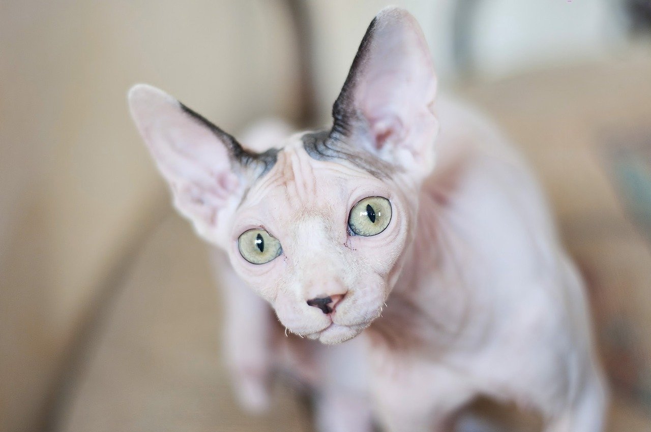 Er zijn drie soorten Sphynx-katten: de Peterbald, de Danubian Sphynx en de Canadese Sphynx.