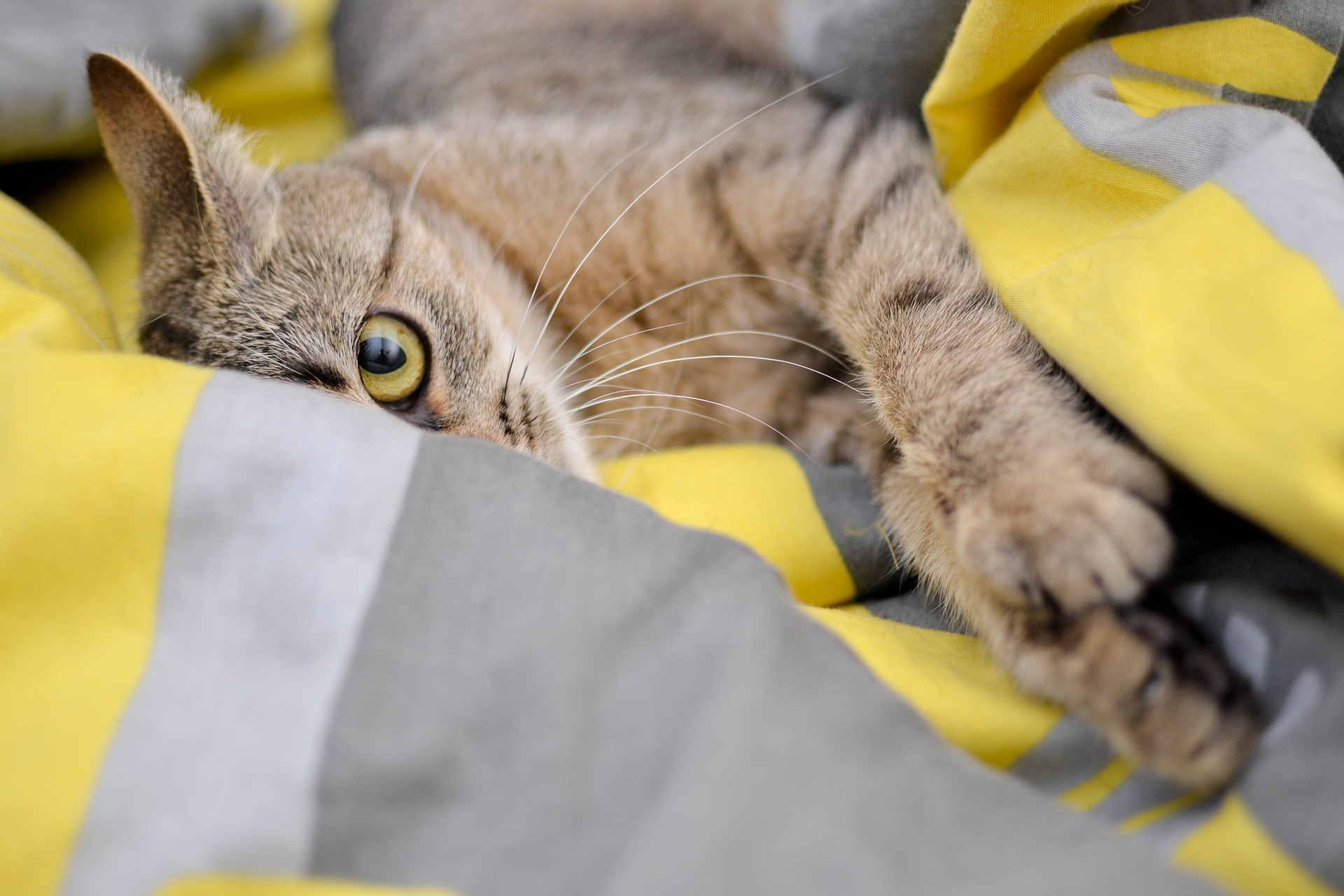 De sterilisatie van katten is een totaal andere procedure dan castratie. Het wordt aanbevolen om katten op ongeveer 3 maanden leeftijd te steriliseren, vóór het begin van de markering en vóór de eerste loopsheid.