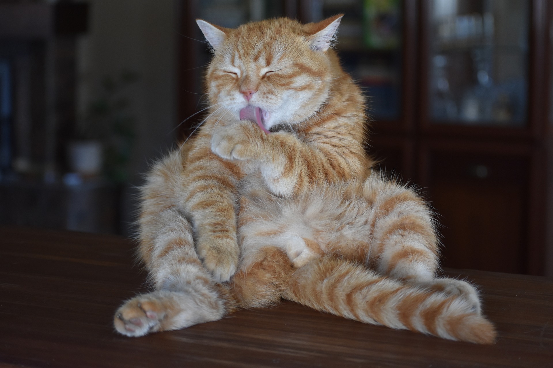 De symptomen van een blaasontsteking bij katten kunnen variëren - frequentere pogingen om zichzelf te doden, het vermijden van de kattenbak, zichzelf buiten de kattenbak verzorgen, vocalisatie, agressie, grotere dorst of verminderde eetlust.