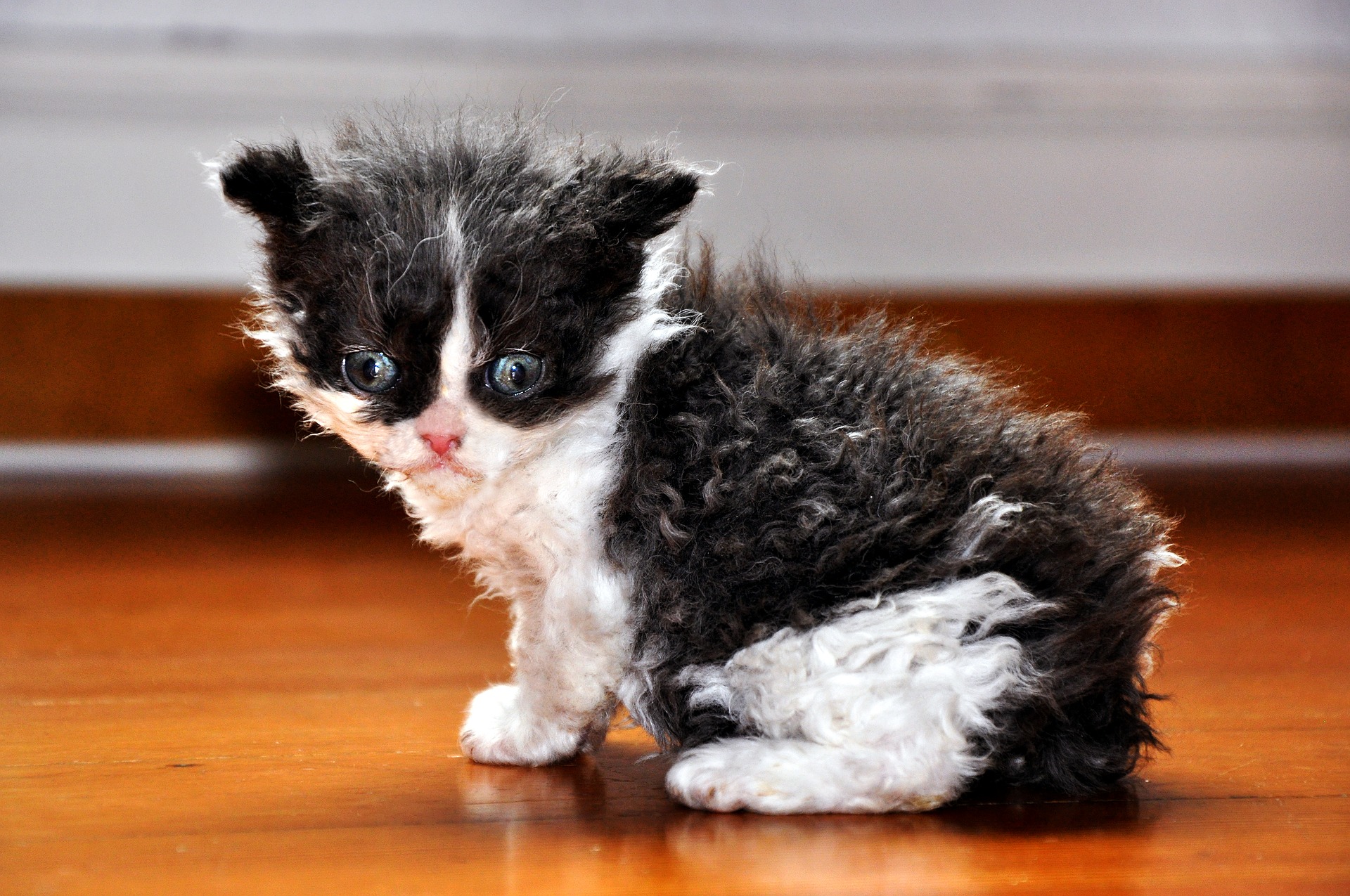 Devon Rex is een speelse kater met veel energie