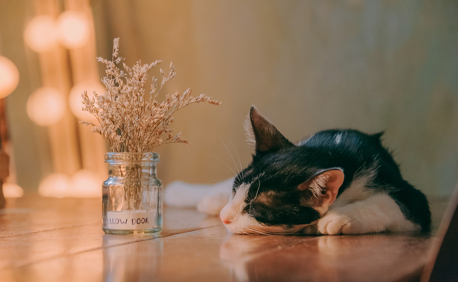 Nierfalen bij katten is al een beschavingsziekte. Elke kat die zich niet goed voedt en voldoende beweegt, loopt het risico om ziek te worden.