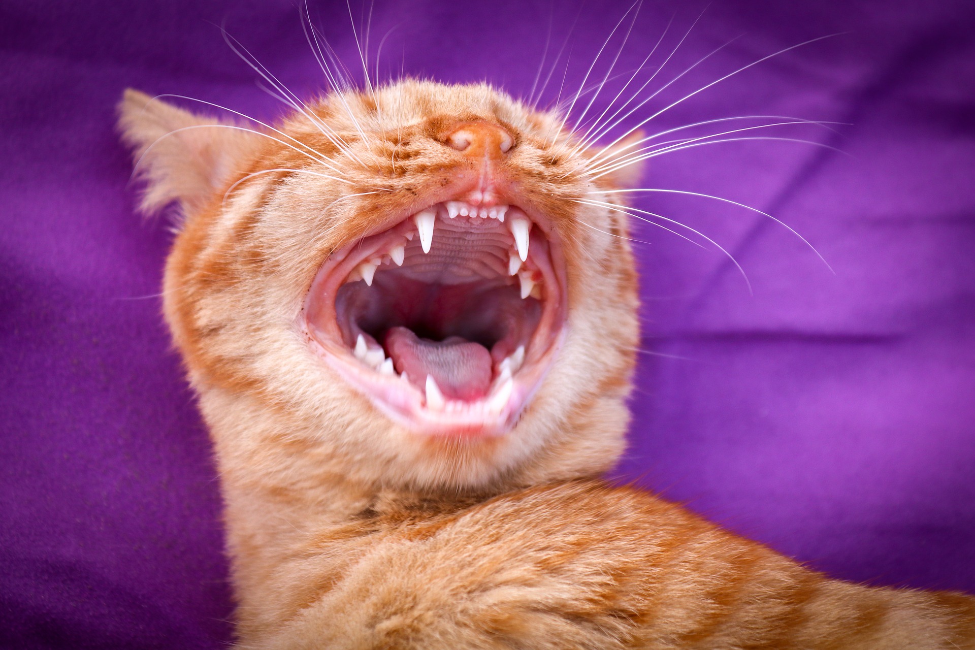 Gingivitis bij katten vertoont aanvankelijk mogelijk geen duidelijke symptomen. In de vroege stadia van de ziekte ziet u normaal gesproken rood tandvlees, waar het aan de tanden grenst.