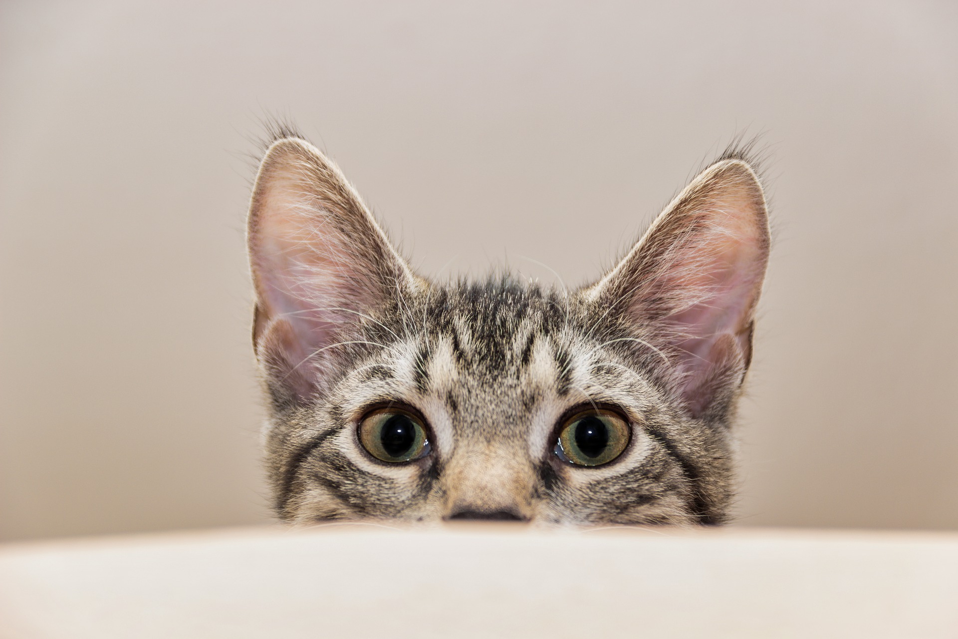 Blaasontsteking bij katten komt steeds vaker voor naast kanker en obesitas. Het wordt beschouwd als een welvaartsziekte en wordt beïnvloed door een slechte voeding van katten en te weinig beweging.