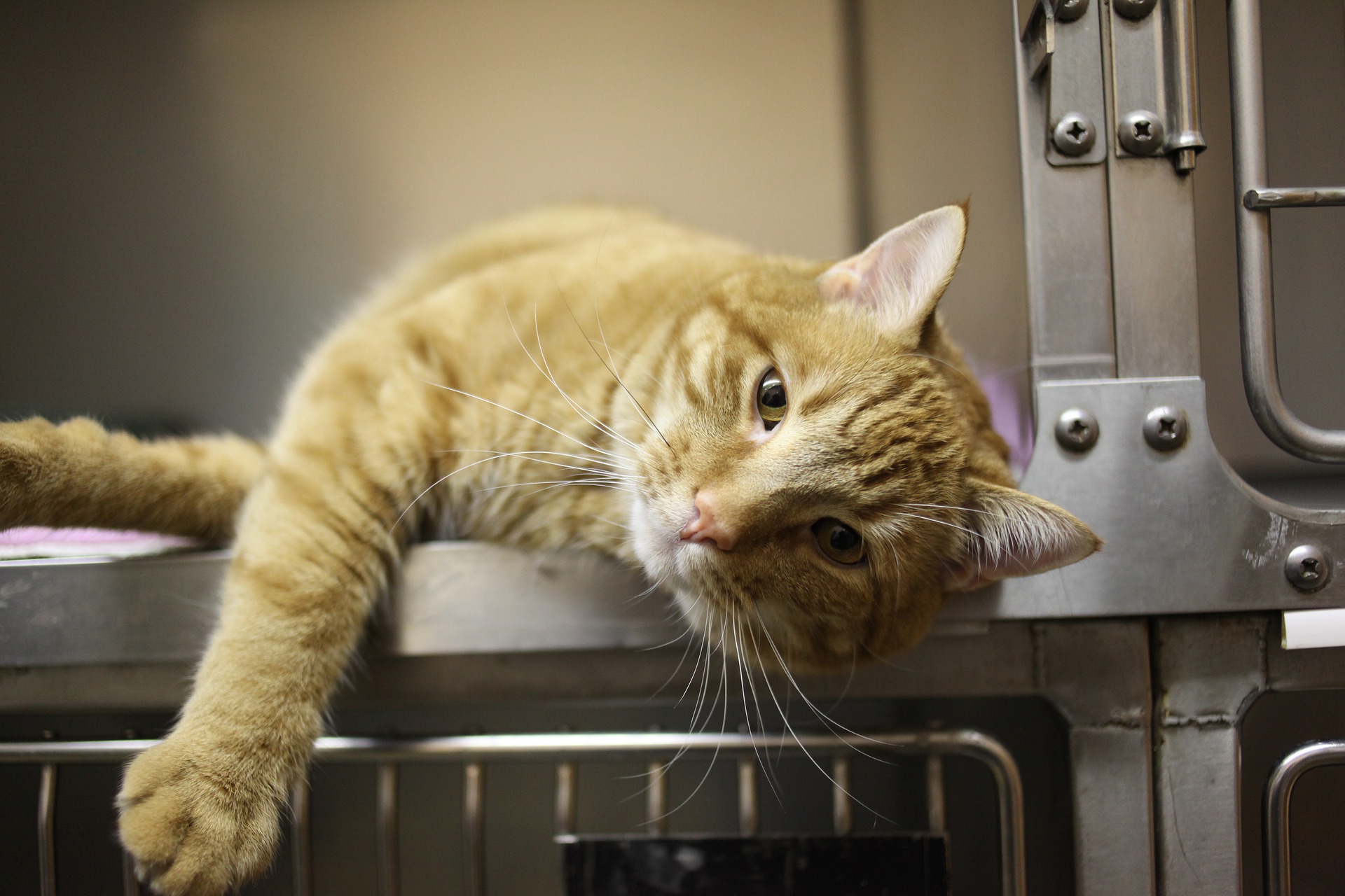 Het wordt aanbevolen om katten te vaccineren tegen darmentsteking (panleukopenie), kattenverkoudheid (calicivirus, herpesvirus), faryngitis en laryngitis (rhinotracheitis).