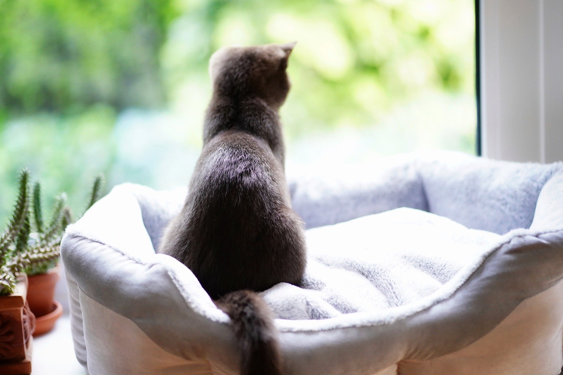 Braken bij een kat is vaak een symptoom van een aandoening waarbij de door de kat opgenomen haren in het spijsverteringskanaal samenklonteren tot haarballen. Wanneer de kat probeert de samengeklonterde haren uit het spijsverteringssysteem te verwijderen, braakt ze - eerst met het voedsel of speeksel, daarna met de haren.