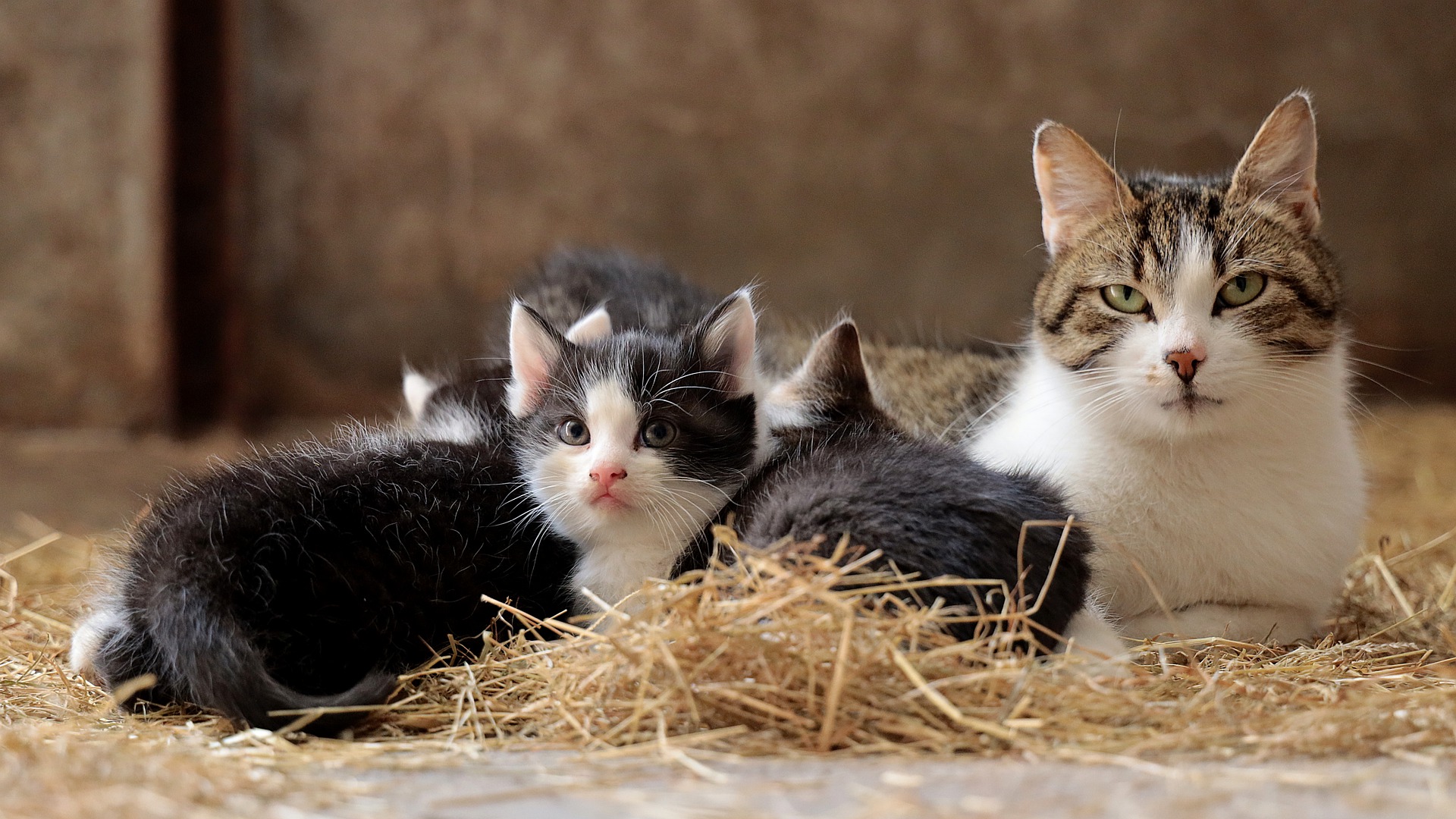 Een zwangerschap verhoogt de kans op het ontwikkelen van aandoeningen van het voortplantingssysteem en kanker aanzienlijk. In tegenstelling tot de algemene opvatting hoeft een kitten in zijn leven geen nestje te hebben.