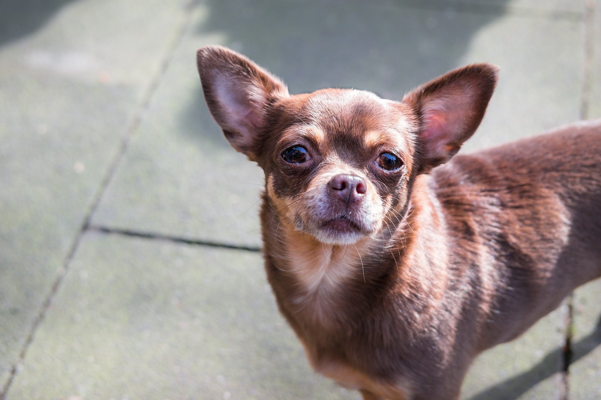 Chihuahua kan een lange of korte vacht hebben, met verschillende tinten.
