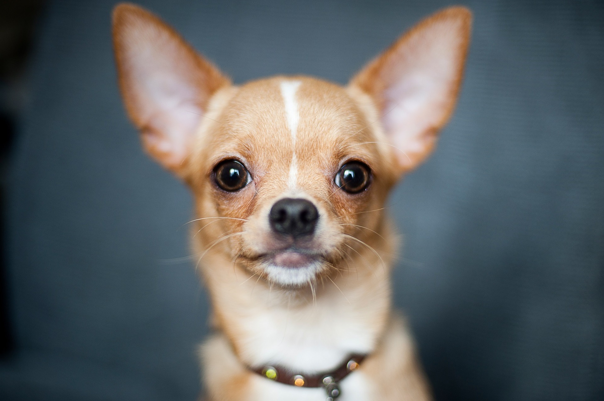 Chihuahuas worden beschouwd als de kleinste huishond van de wereld.