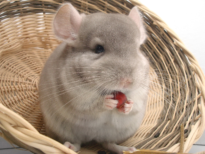 Chinchilla eet fruit.