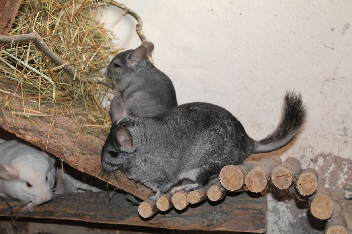 Twee Chinchilla's in een kooi.