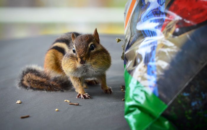 Wilde eekhoorns in de winter