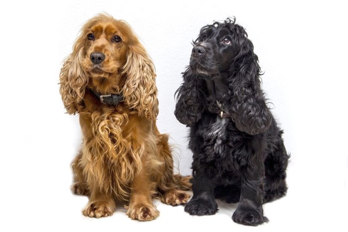 Twee Cockerspaniels, een bruin en een zwart.