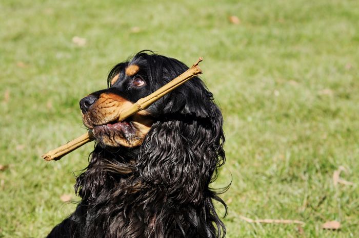 Cocker spaniel met een stok.