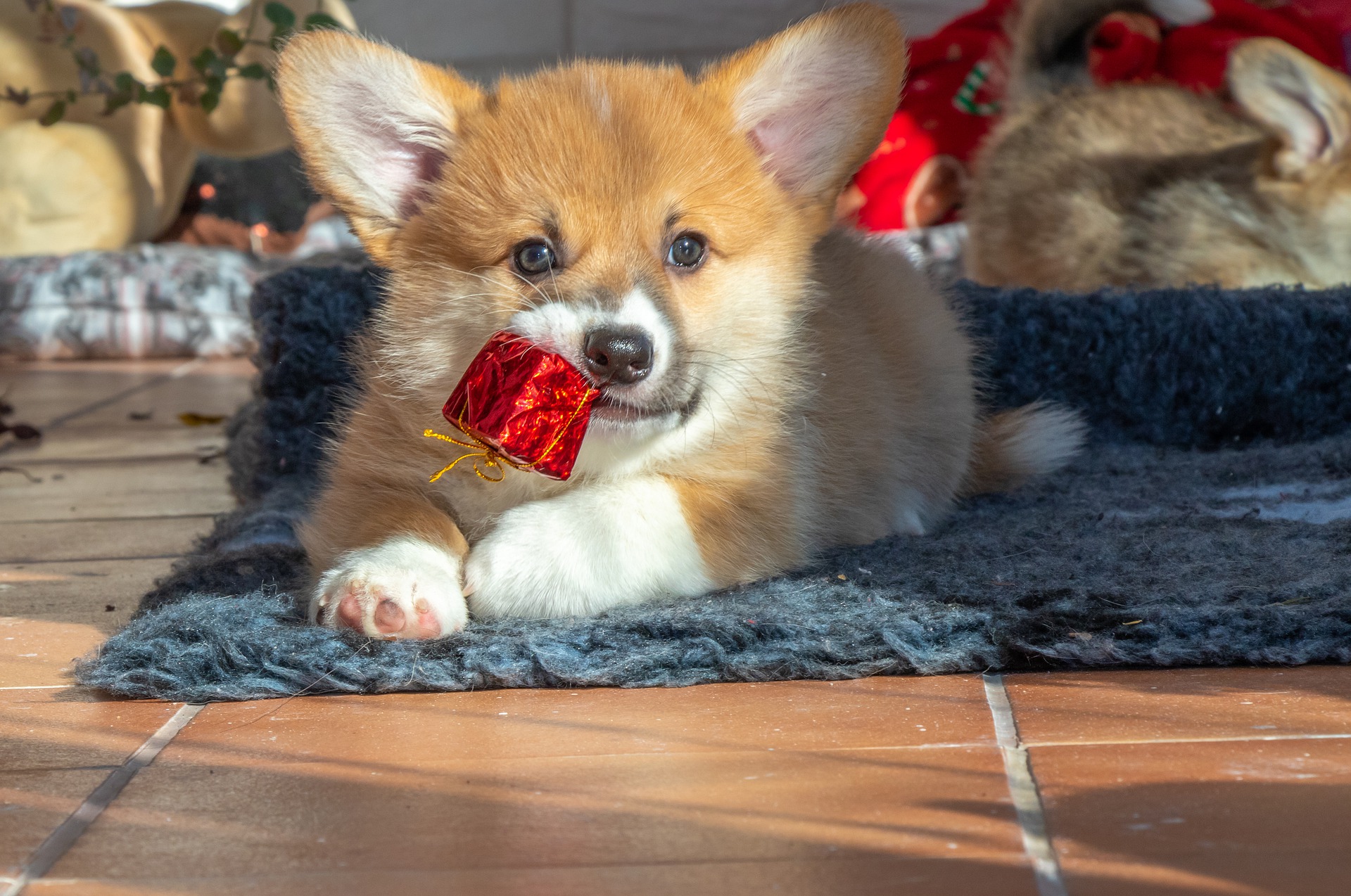 Een babyausstattung voor een puppy moet, ongeacht zijn ras, speelgoed bevatten - vooral bijtringen. Puppies hebben het moeilijk om hun tanden te vervangen. Tijdens deze periode voelen ze dat hun tandvlees jeukt en soms pijnlijk is.