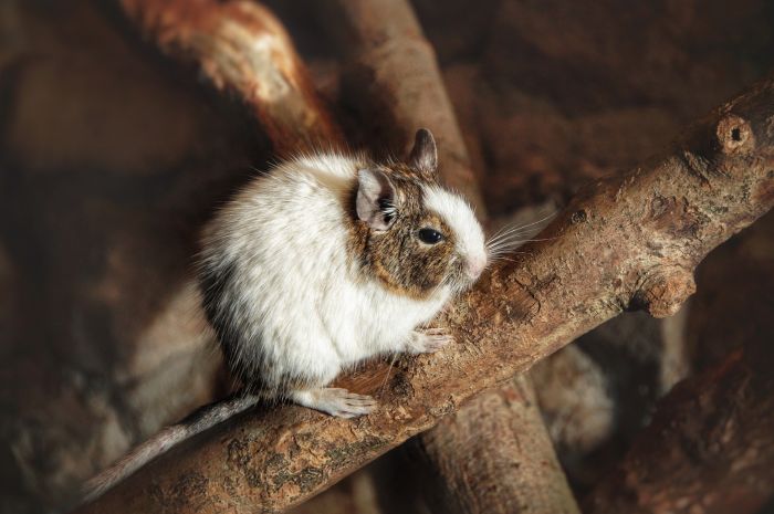 Degus op een tak