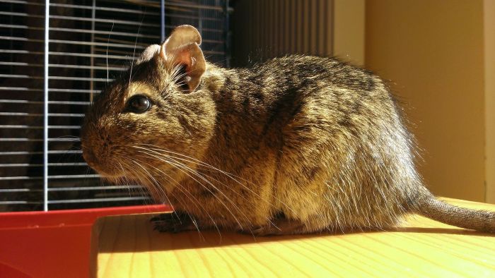 Degu in de kooi