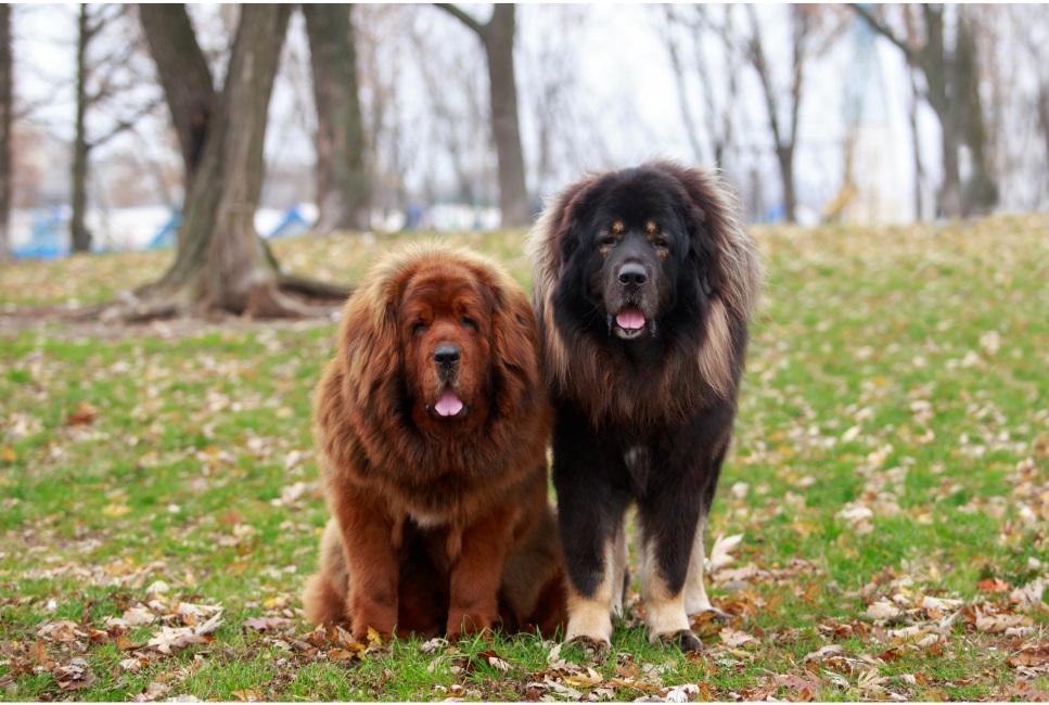 Twee Tibetaanse Mastiffs