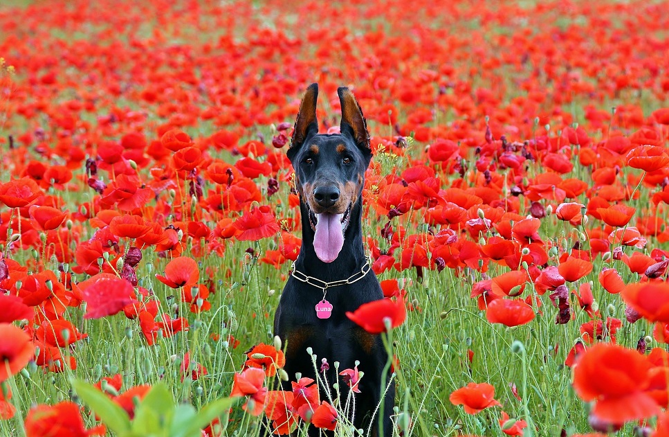 Zwarte Dobermann