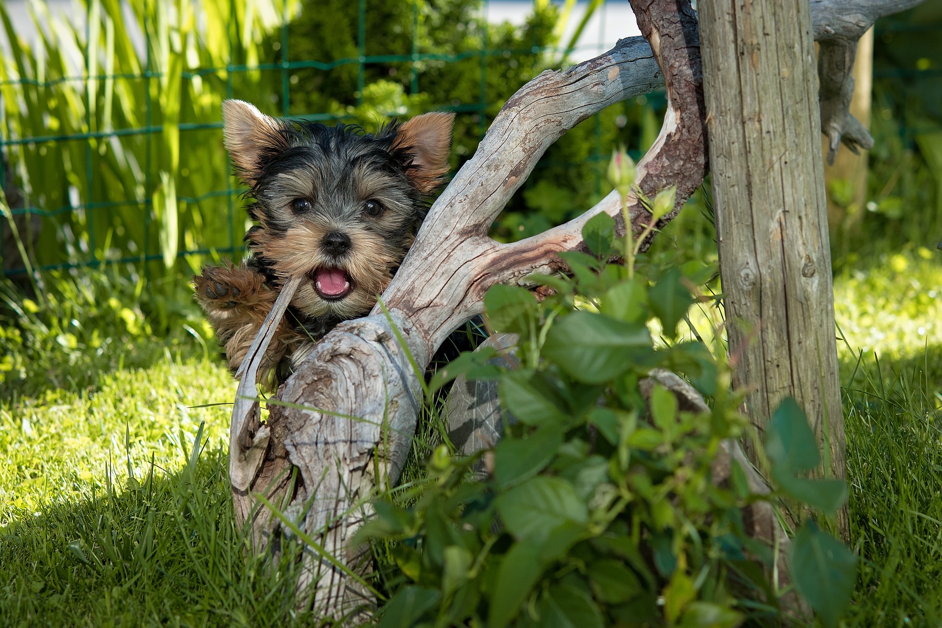 Puppy's brengen veel tijd door met slapen, dit is een natuurlijke reflex en de behoefte aan lange slaapuren neemt in de loop van de tijd af.
