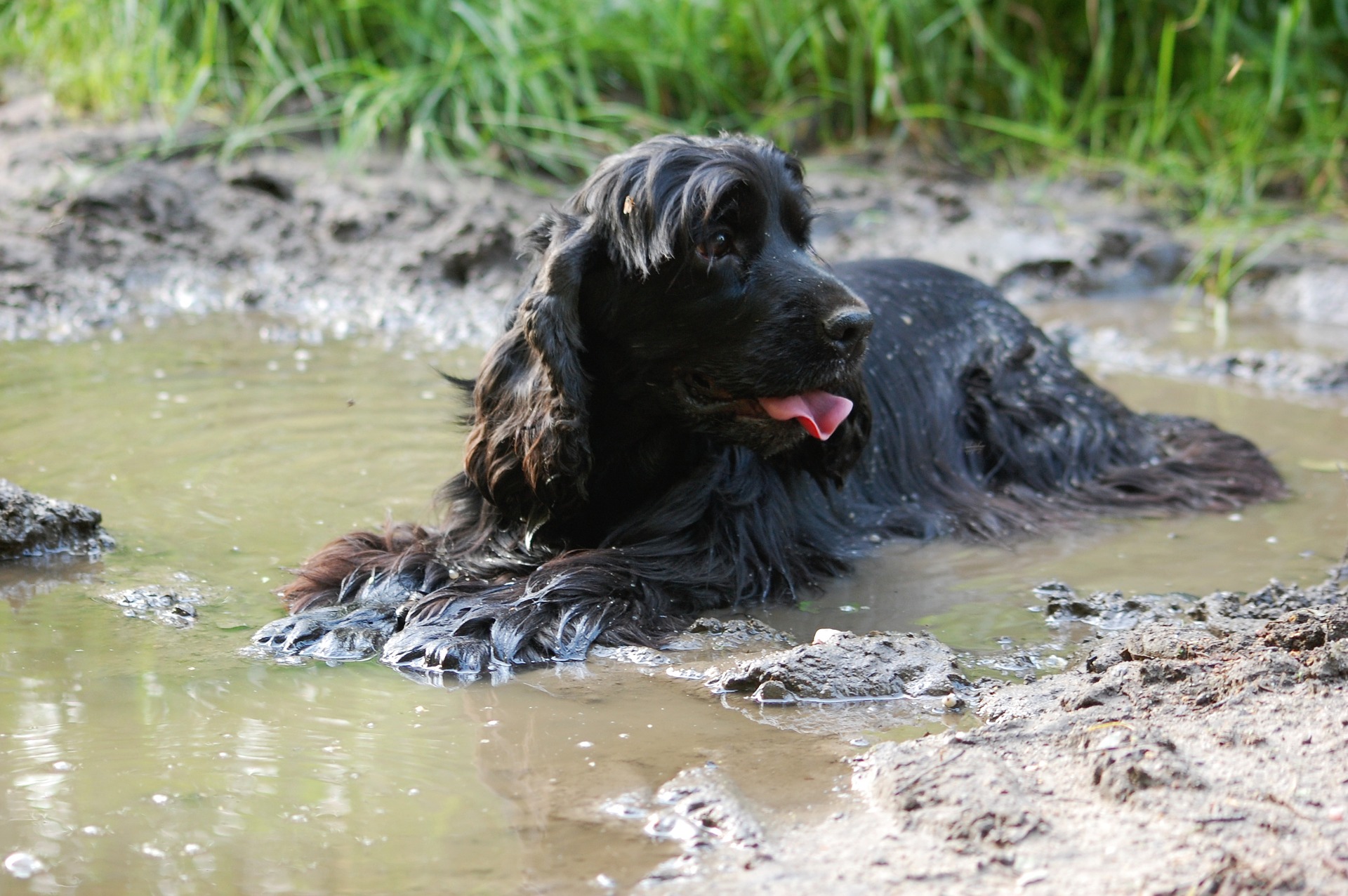 Huidziekten bij honden kunnen bacterieel, parasitair of door verwaarlozing - gebrek aan baden, borstelen - worden veroorzaakt.