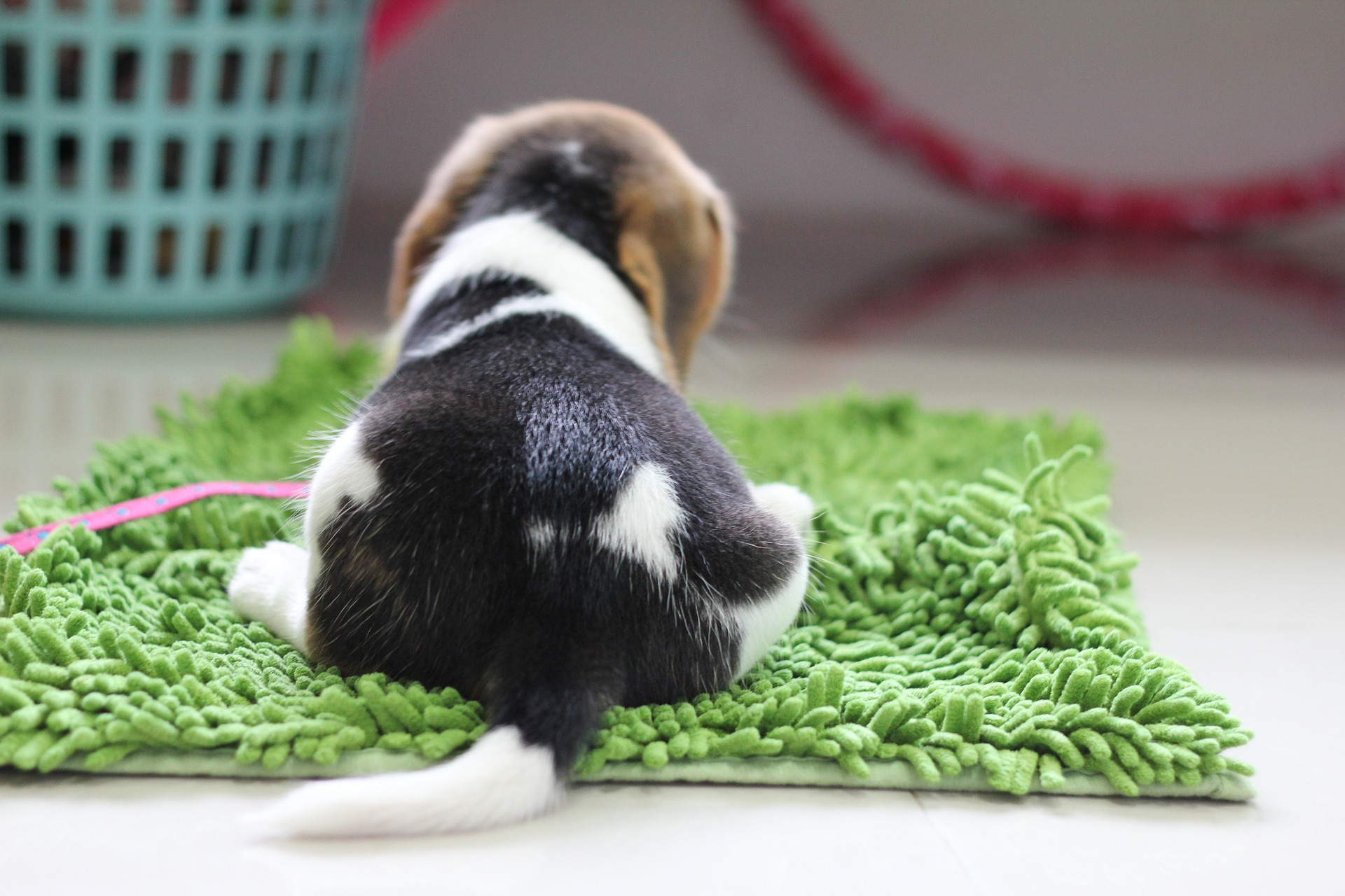 Een ideaal speelgoed voor Beagle-honden zou een snuffelmat en alle soorten snuffelspellen zijn.