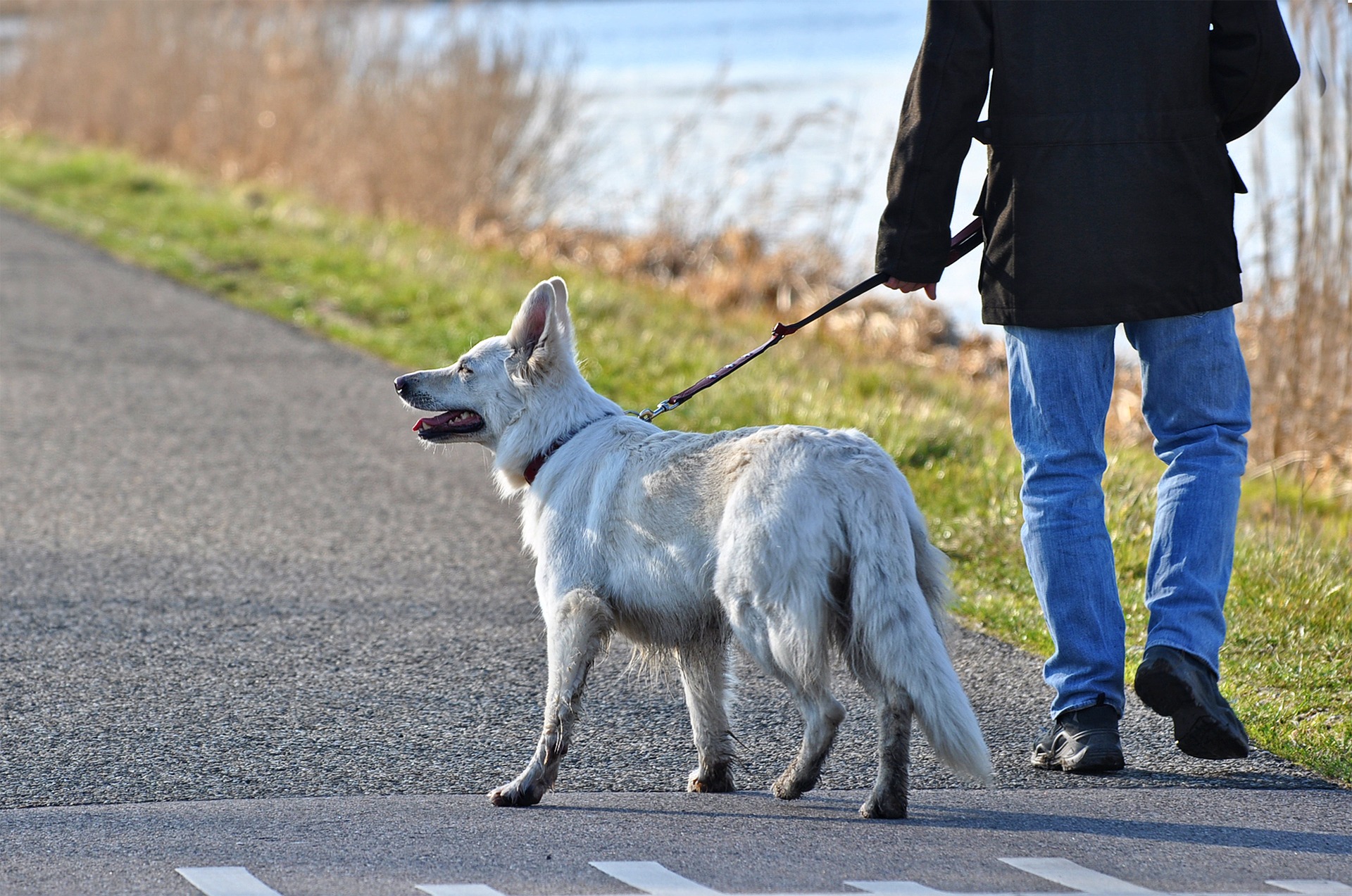 Een van de oorzaken van het braken van een hond na een wandeling is het eten van dingen die hij op straat of in het gras vindt. U moet niet toestaan dat uw hond zich zo gedraagt. Juiste training en, als laatste redmiddel, een muilkorf helpen om dergelijke situaties te minimaliseren.