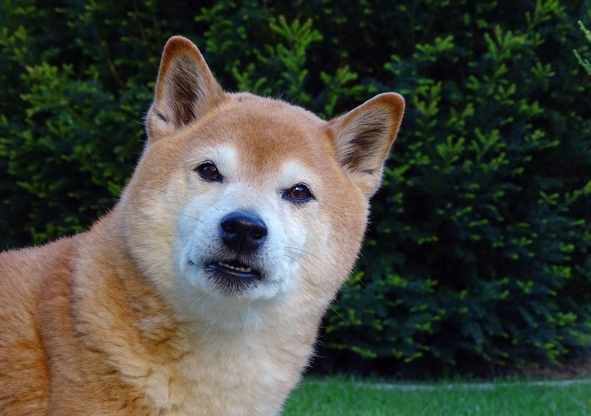 Shiba inu zijn honden met een sterk jachtinstinct. Ze zijn niet geschikt voor huizen waar al andere, kleinere dieren wonen - ze kunnen de potentiële Shiba-prooi worden.
