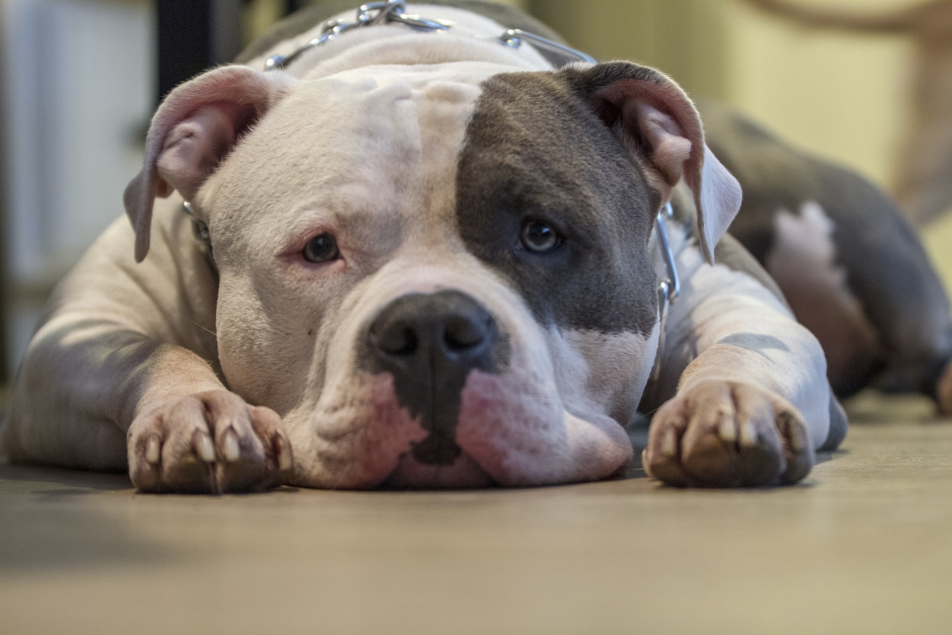Zeer gespierde honden - de American Bully kan angstaanjagend zijn, maar ze zijn zachtaardig en vriendelijk. Het moet echter niet vergeten worden dat ze veel beweging en nog meer voedsel nodig hebben.