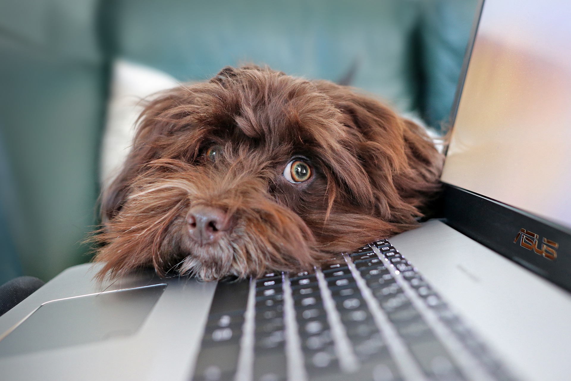 De Havaneser is een Europese ras die behoort tot de sectie van de Bichon honden, een groep van sier- en gezelschapshonden.