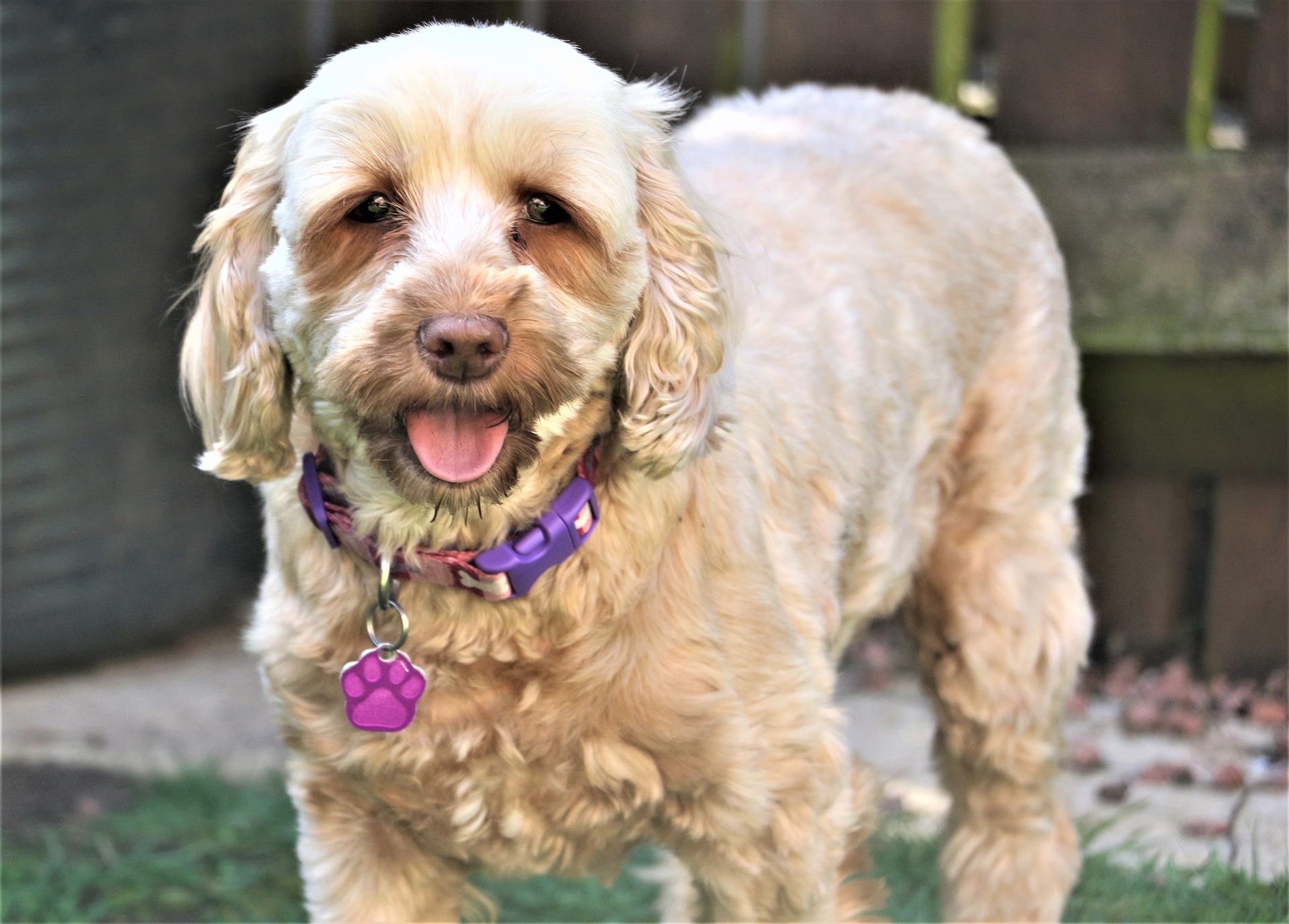 De Cockapoo is een kruising tussen twee hondenrassen - de Spaniel en de Poedel. Zijn karakter hangt af van de genenpool die hij meestal erft.