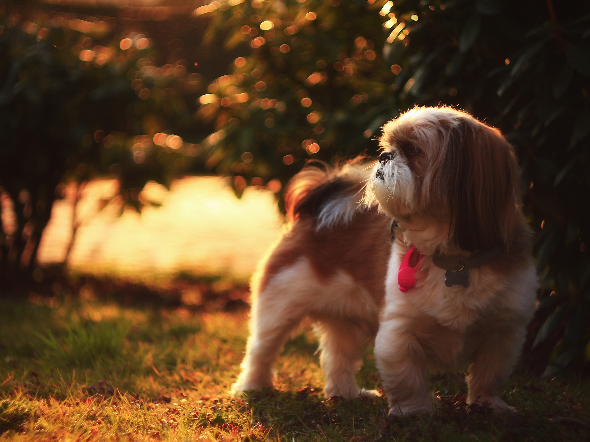 Shih Tzu zijn vriendelijk. Ze voelen zich prettig in het gezelschap van mensen. Ze genieten van contact met kinderen. Ze hebben een positieve houding tegenover andere dieren.