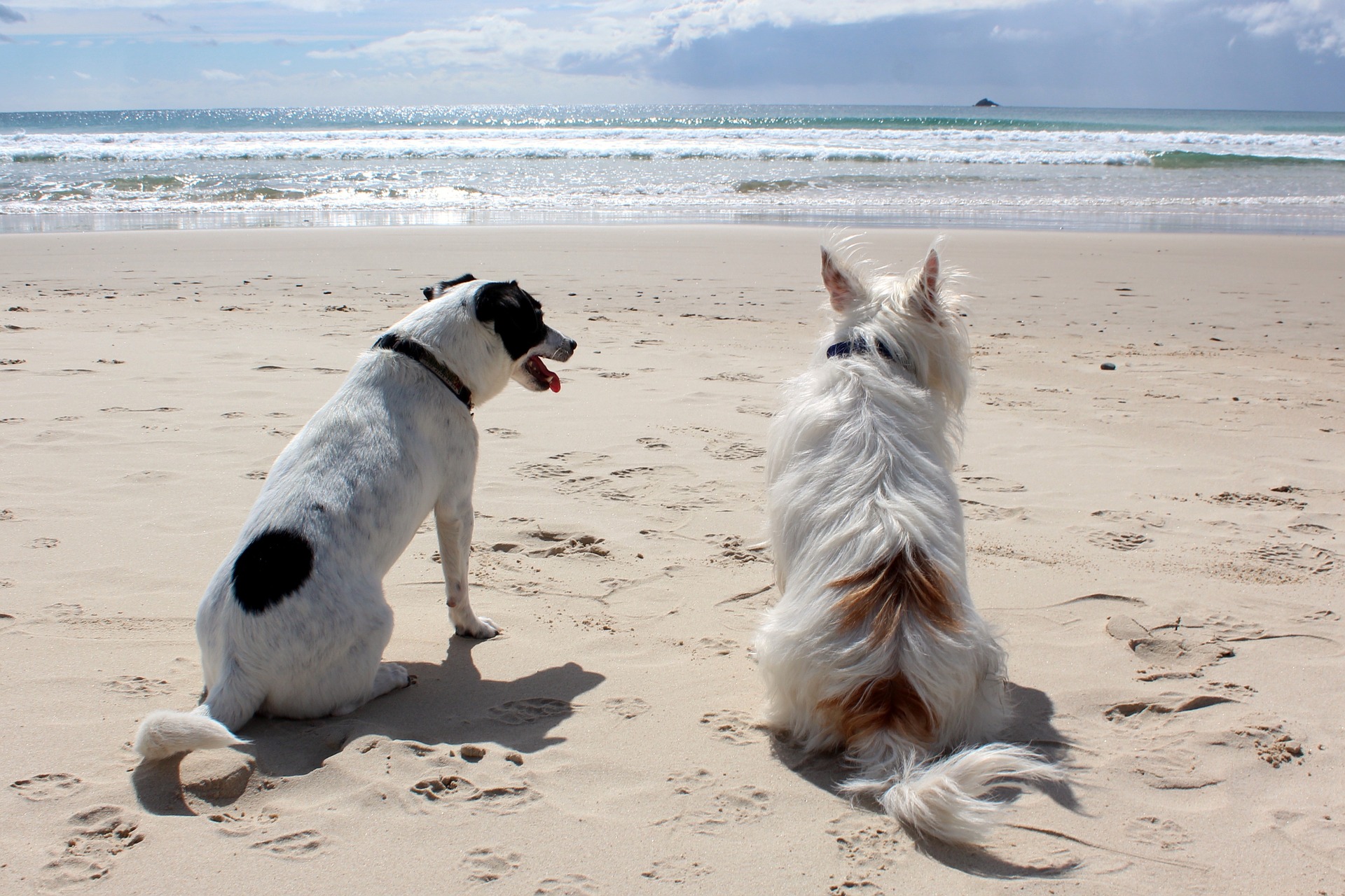 Wees extra voorzichtig als je met je hond op het strand bent, zorg ervoor dat je altijd een lijn en een fysiologische muilkorf bij je hebt. Let op andere kampeerders en laat je hond niet in de buurt spelen of trappen.