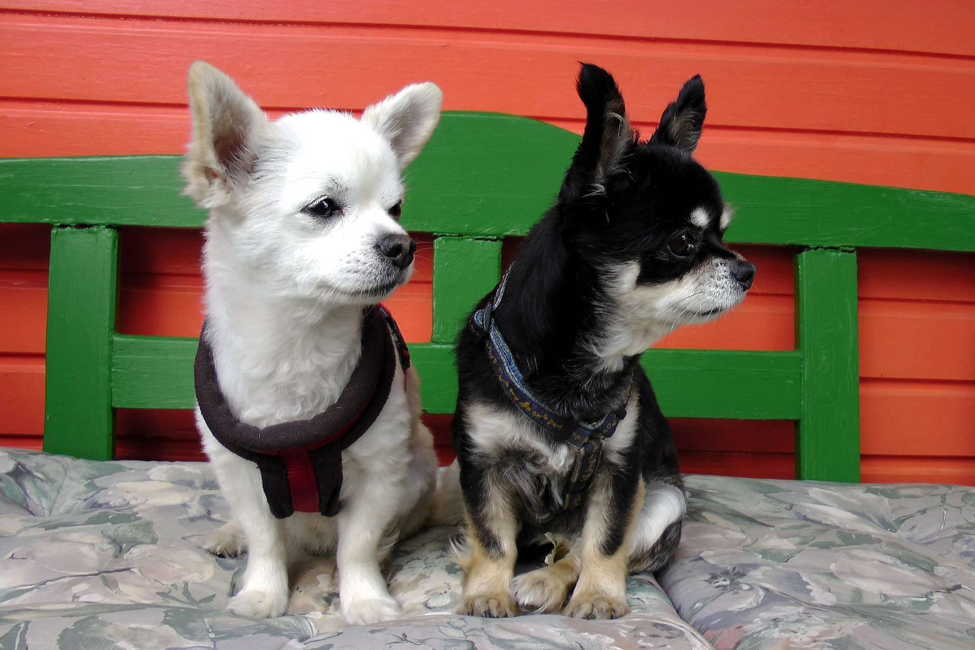Ondanks zijn kleine formaat en schattige uiterlijk moet niet worden vergeten dat de Chihuahua een hond is en dezelfde behoeften heeft als zijn grotere broers. De Chihuahua is geen speelgoed.