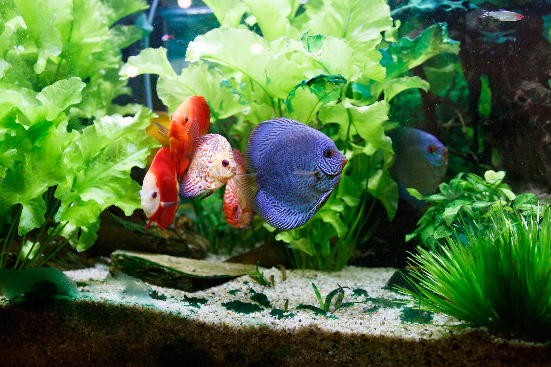 De populairste stijl voor de inrichting van aquaria is de natuurlijke. Onder hen kunnen we bijvoorbeeld iwagumi, ryuboku, mizube, ragwork onderscheiden.