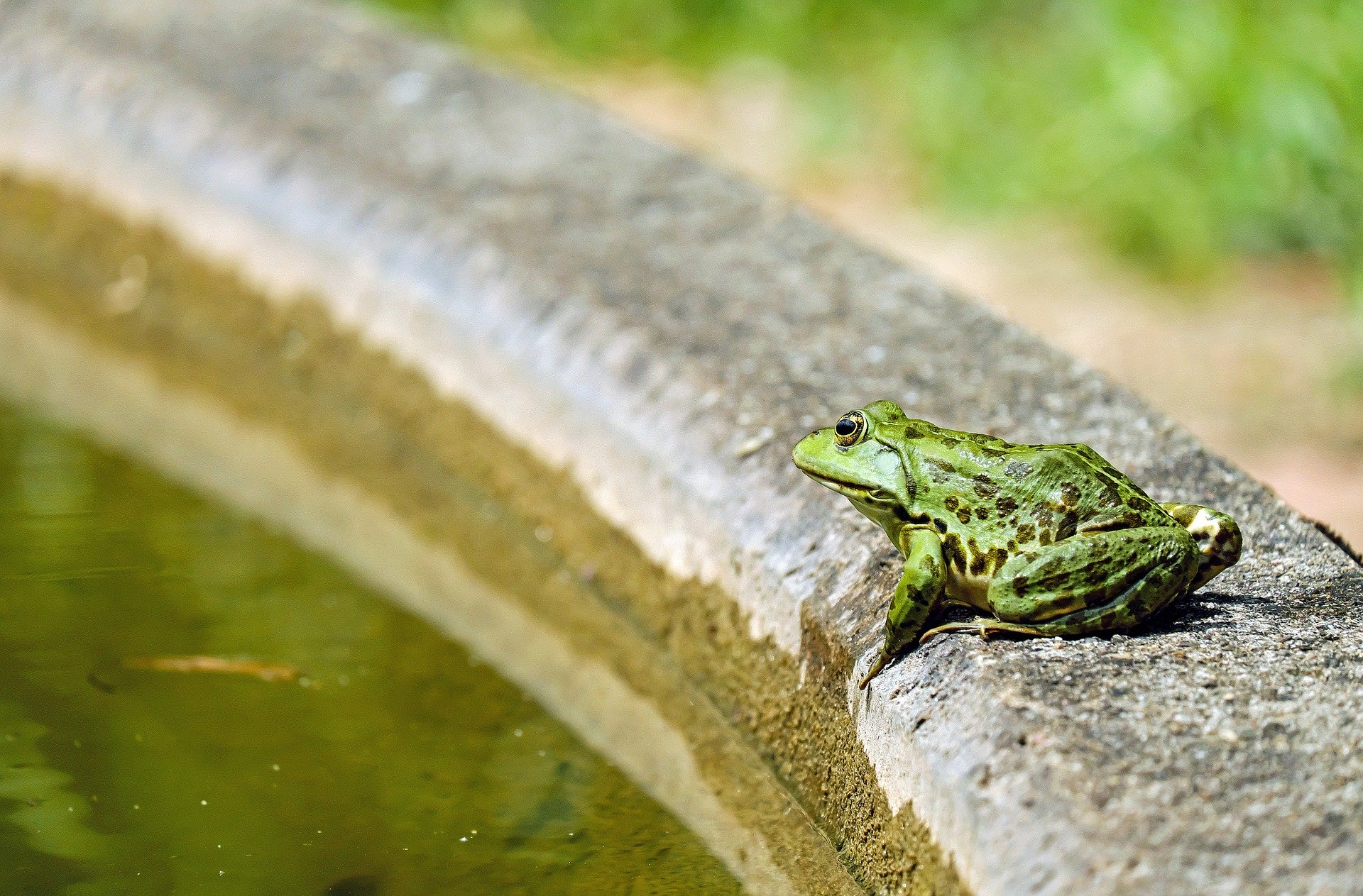 De zorgvuldig aangelegde tuin met een vijver zal iedereen fascineren met zijn schoonheid. De combinatie van water, planten, vissen en stenen creëert een unieke uitstraling.
