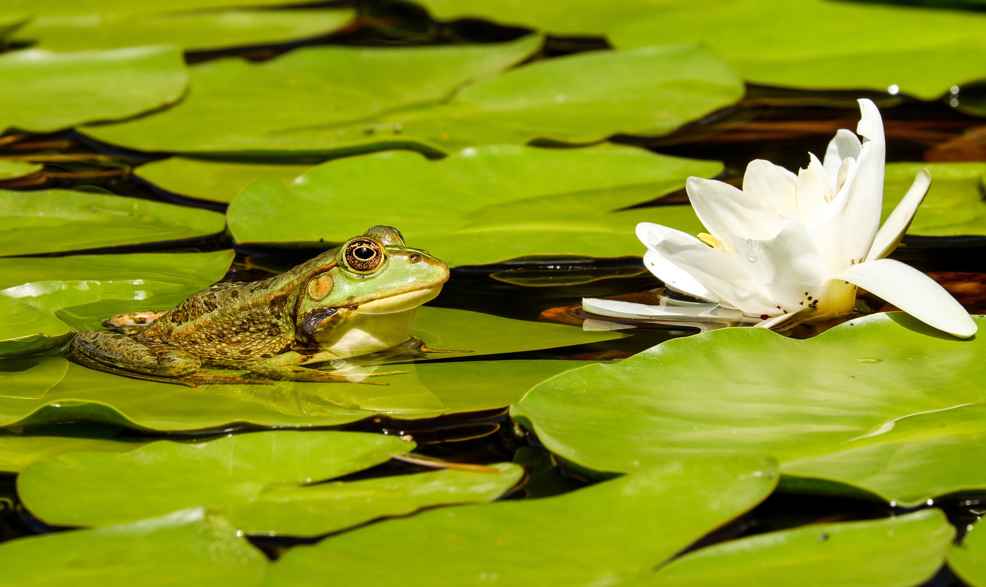 Drijvende waterplanten geven de vijver een bijzondere charme. Bovendien schaduw hun bladeren in de zomer het reservoir, waardoor het water wordt beschermd tegen oververhitting. Ze zijn ook een schuilplaats voor kleine waterdieren en jonge vissen.
