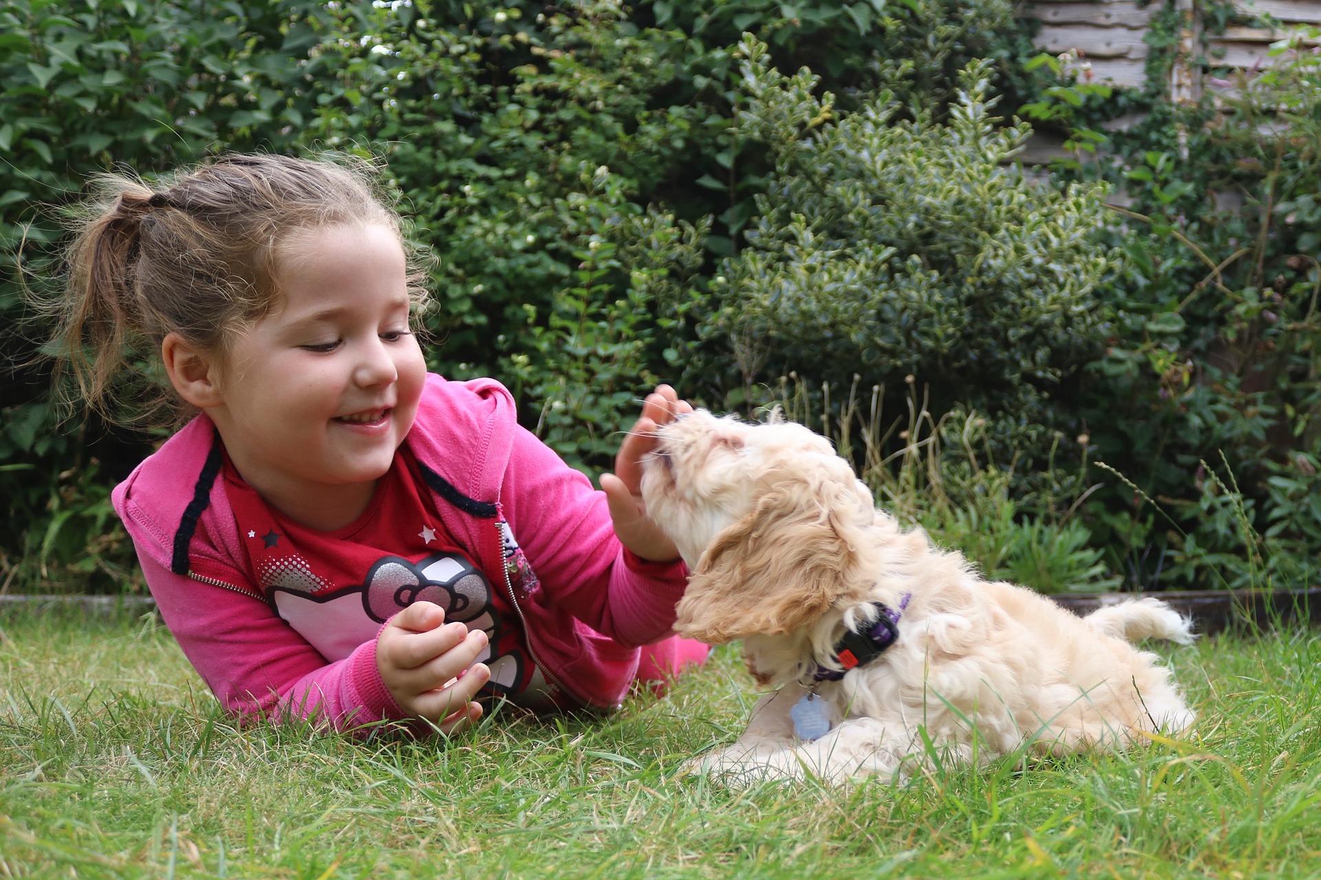 Cockapoos zijn zeer gezinsgerichte honden die graag spelen en geaaid worden.