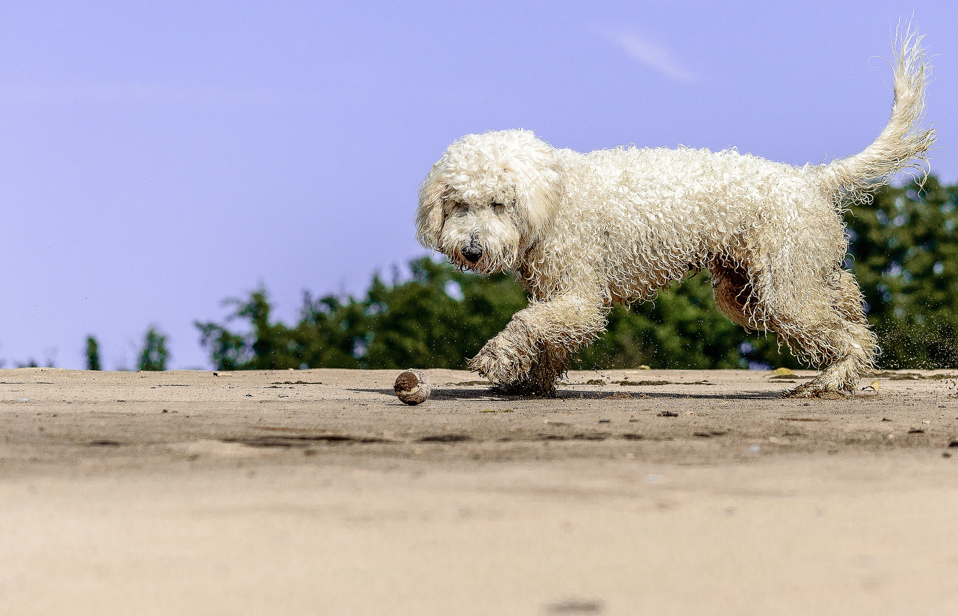 Goldendoodle heeft zijn oorsprong in 1969 en is bekend in Australië en de VS