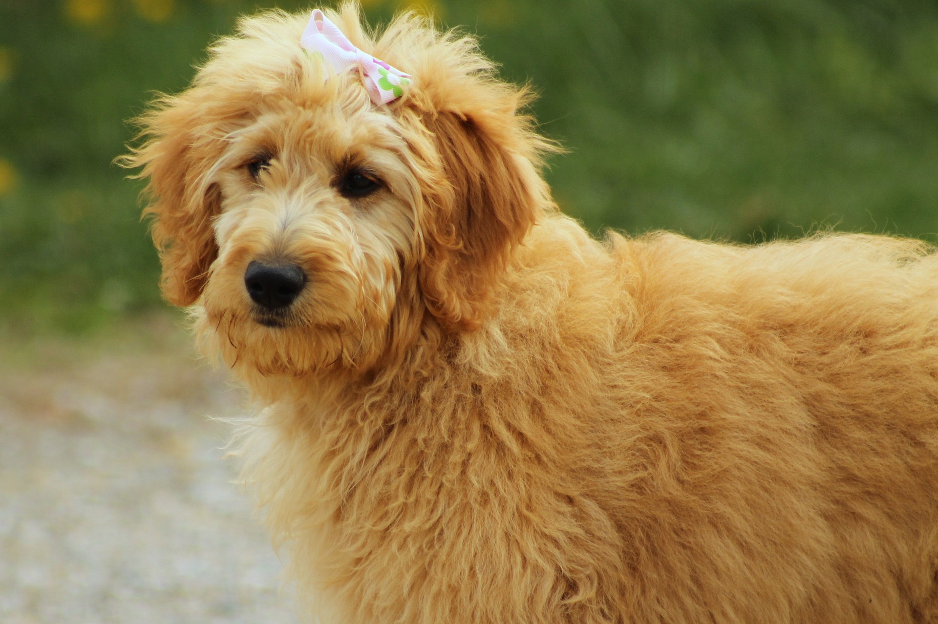 Goldendoodle is een hond die is ontstaan uit de kruising van een Golden Retriever en een Poedel. Een dergelijke kruising wordt niet erkend door de International Kennel Federation.