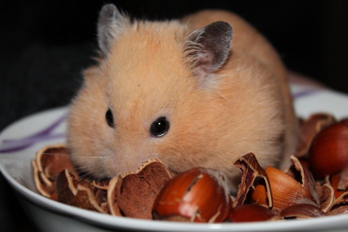 De voeding van een Syrische hamster moet gebaseerd zijn op speciaal voer. Het is een mengsel van granen, kruiden, groenten en fruit.