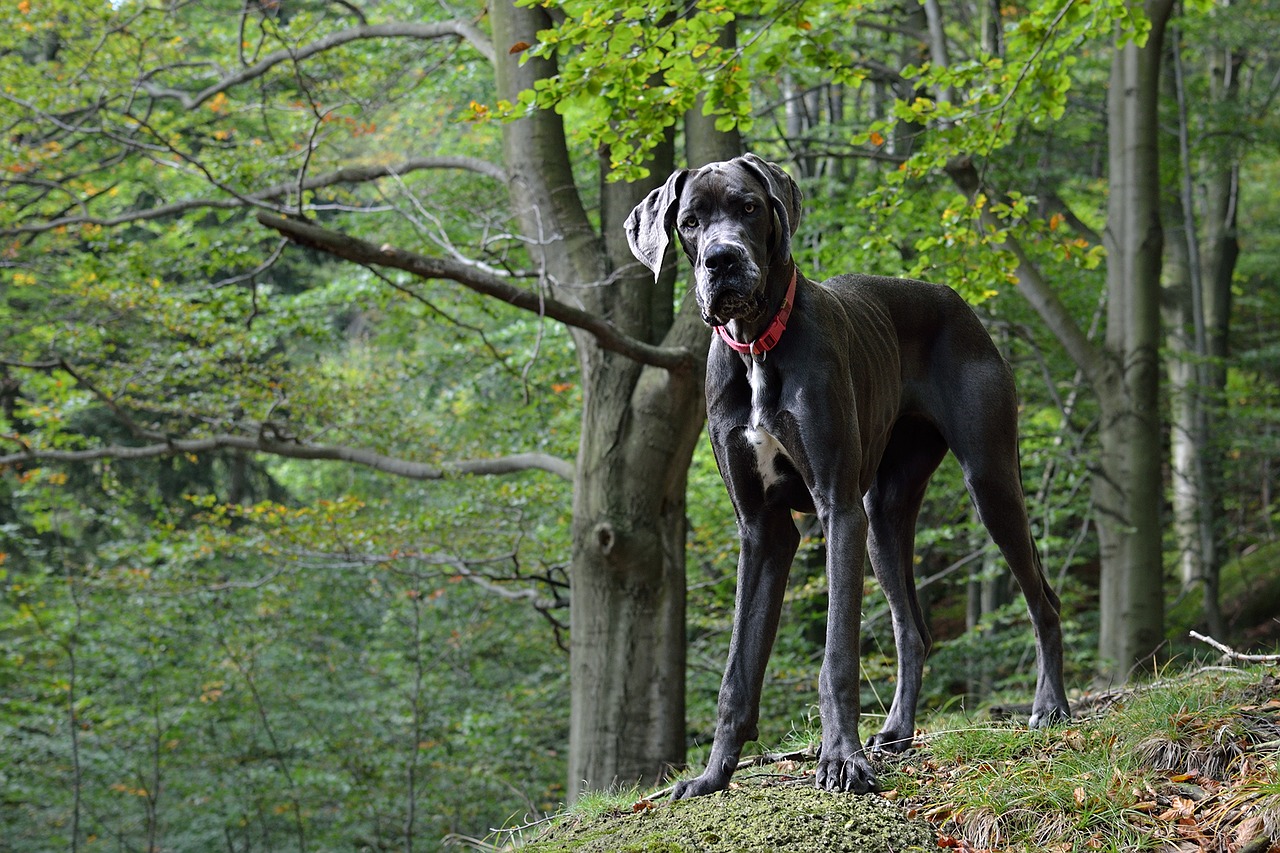 Deense Dog werd vroeger gebruikt voor de jacht op grote zoogdieren en als vechthond. Het is een zeer sterke hond.